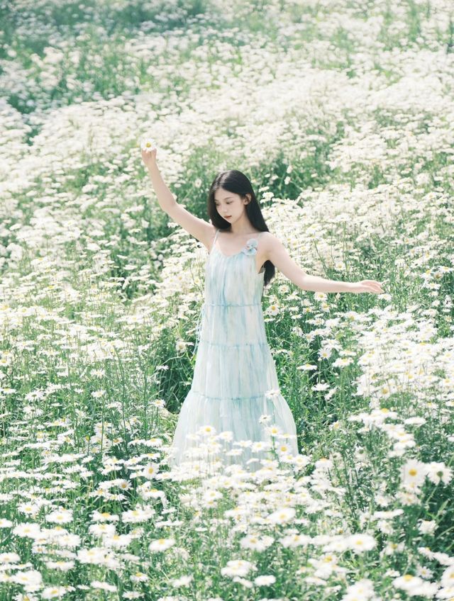 盛開嘅小雛菊，係初夏嘅清新浪漫啊