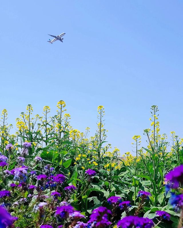 廈門遛娃太幸福了又多咗個好去處「花嶼悅海園」