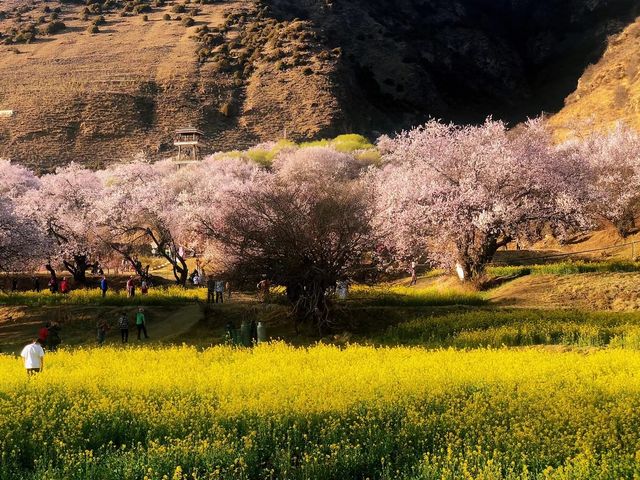 【墨脫·林芝桃花節】藏地秘境的粉色暴擊！人少景靚