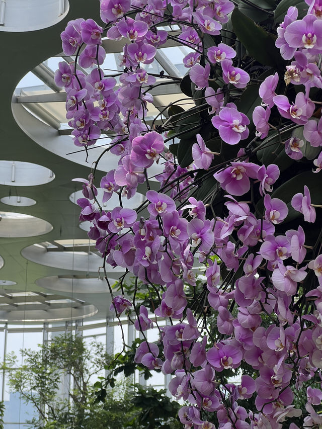 Discover the Beauty of Shanghai Greenhouse Garden! 🌼