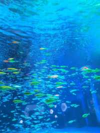拍照絕美的重慶巴南漢海海洋公園