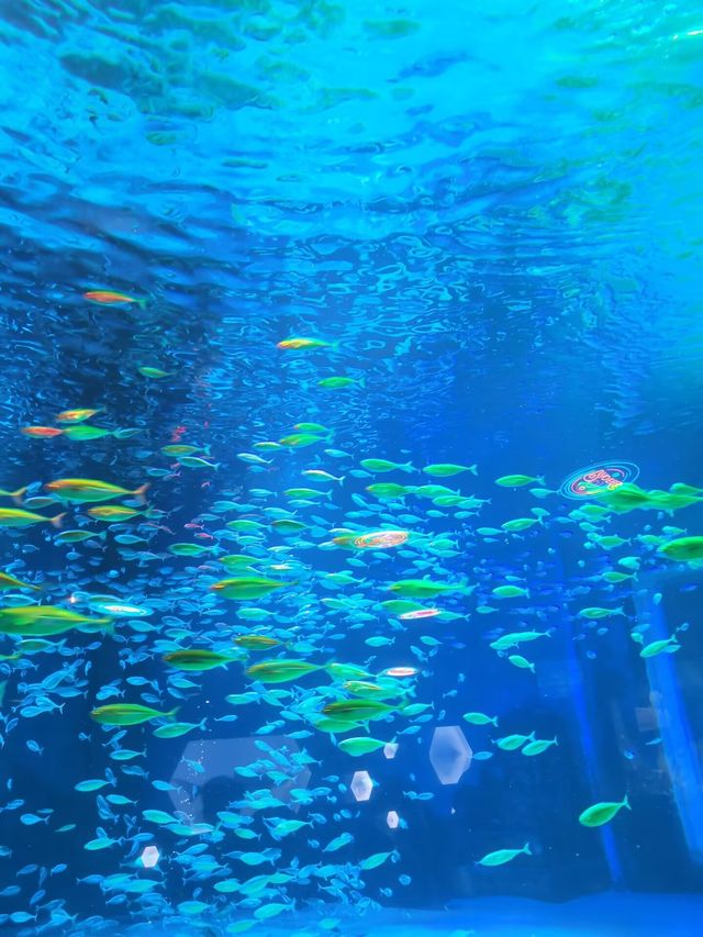 拍照絕美的重慶巴南漢海海洋公園