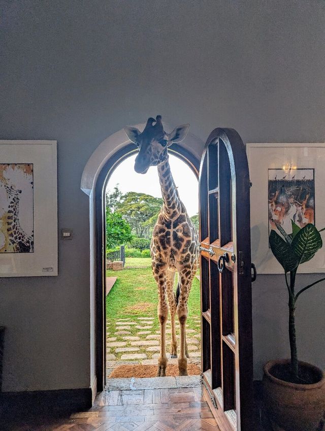 Unforgettable Stay at Giraffe Manor