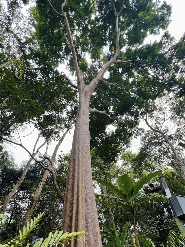 西雙版納｜在中科植物園假裝熱帶冒險家