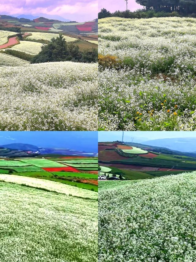 東川紅土地:上帝遺落在人間的調色板 東川紅土地:上帝遺落在人間的調色板