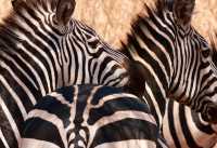 Incredible Safari and St Judes Experience