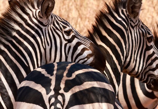 Incredible Safari and St Judes Experience
