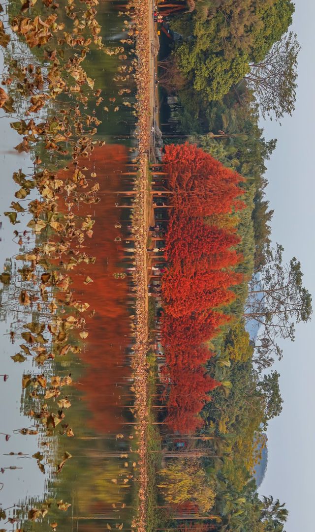 柳州紅杉林