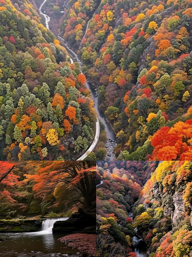光霧山紅葉季｜中國紅葉第①山，私藏絕美賞秋秘境