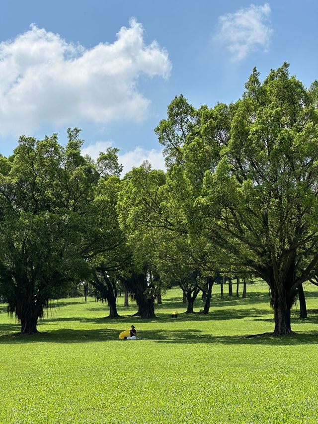 在東莞發現了一片超治癒的綠色仙境！東莞植物園真的太適合週末放鬆了，隨手拍都是大片，根本停不下來～  