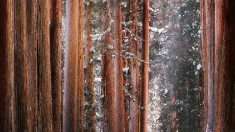 도쿄 근처 나가노가 이렇게 아름답다는 걸 아무도 알려주지 않았어요!! — traveler post in 하쿠바