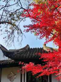 一定要去11月的蘇州，960萬平方公里的頂流