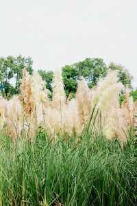秋風拂過,花穗順勢而起,盡情起舞
