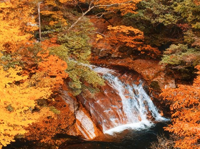 帶三娃嗨玩光霧山!紅葉+飛車+親子趣遊,爸媽不費勁兒還出片 帶三娃嗨玩光霧山!紅葉+飛車+親子趣遊,爸媽不費勁兒還出片