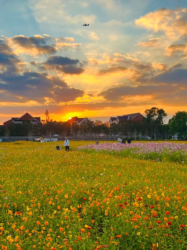 濃楊村花海 濃楊村花海