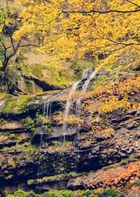 這個季節的黎坪簡直就是童話世界