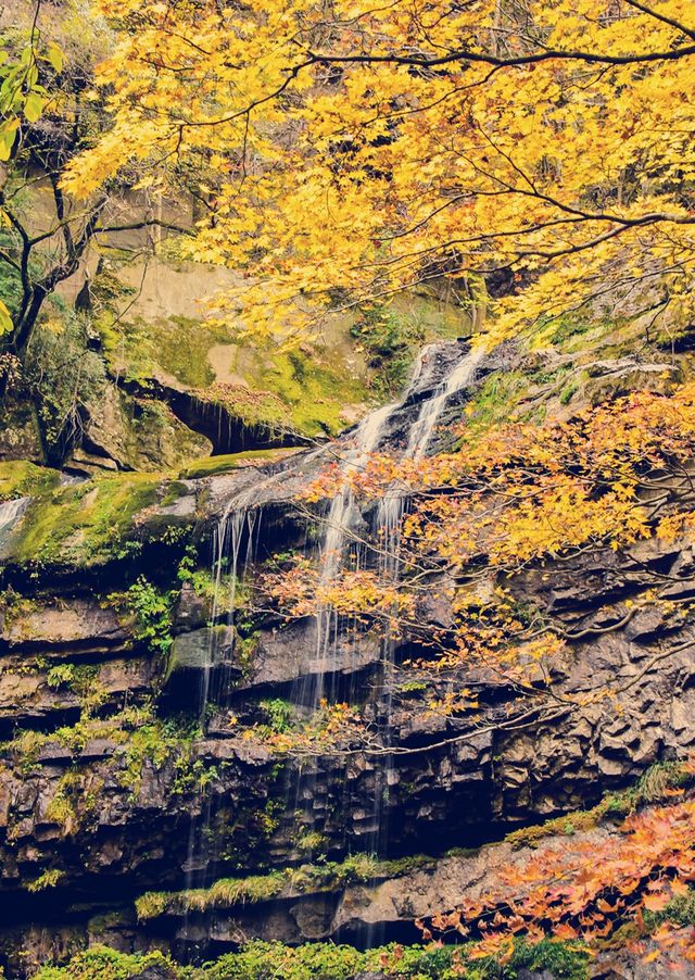 這個季節的黎坪簡直就是童話世界