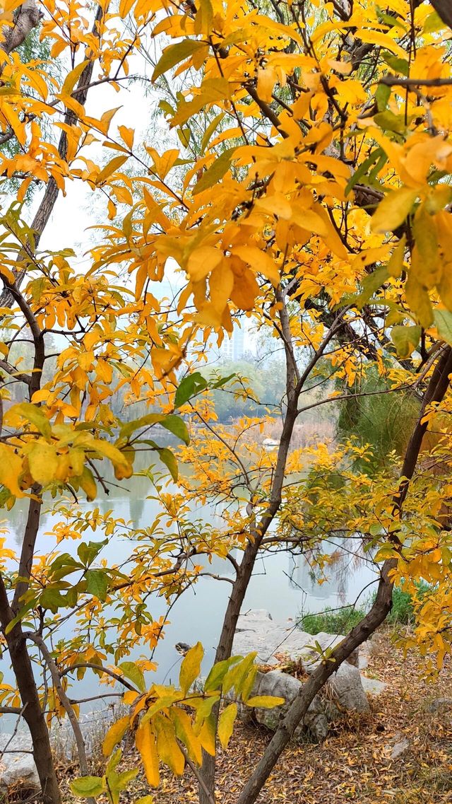 城市中心的秋日童話