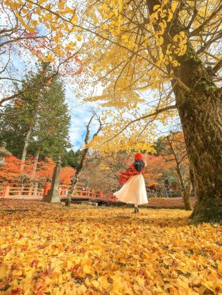 Exploring the Secret Realm of Red Maples in Koyasan