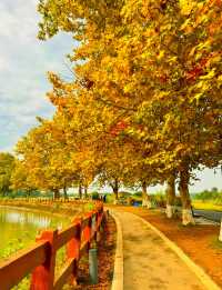 成都秋色指南：銀杏、紅楓與市井煙火交織的浪漫