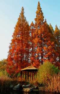 金秋童話專屬—青島中山公園