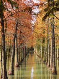 對不起,之前的宿遷洪澤湖攻略都過時了!