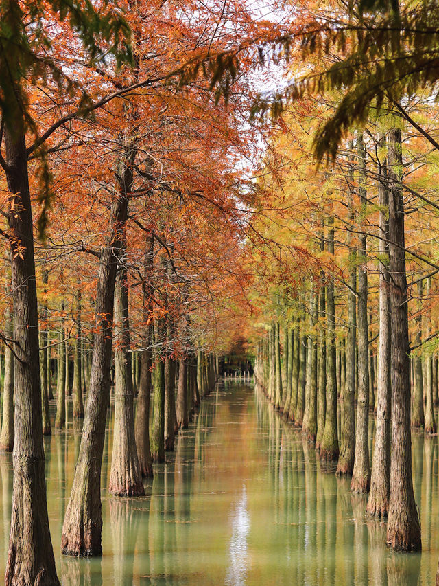 對不起,之前的宿遷洪澤湖攻略都過時了! 對不起,之前的宿遷洪澤湖攻略都過時了!
