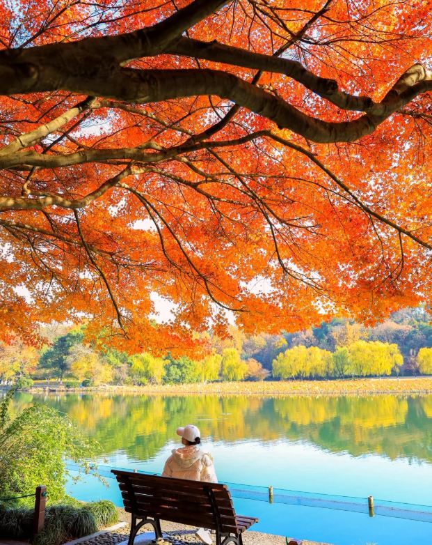 Recently, West Lake Scenic Area is quietly brewing a visual feast—the changing colors of the maple leaves. Popular spots like Gushan Hill, Quyuan Fenghe, and Lingyin Temple are dyed in brilliant red by the maple leaves, creating poetic and picturesque autumn scenery. The highlight of maple viewing at West Lake lies in the unique blend of natural landscapes and profound cultural heritage. Strolling along the maple-covered paths, every step follows the rhythm of autumn, feeling the romance and tranquility of falling maple leaves. The maple leaves at Gushan Hill complement the ancient architecture, those at Quyuan Fenghe reflect beautifully with the lake water, and the maple leaves at Lingyin Temple add a touch of Zen and mystery. Visitors can fully enjoy the relaxation and comfort of autumn here, strolling with friends to admire the maples and create wonderful memories. Come to West Lake Scenic Area for a romantic date with the maple leaves, appreciate this limited-time beauty, and experience the unique charm of autumn!