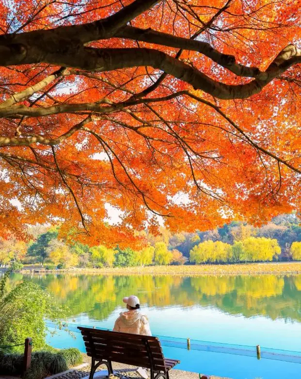Maple leaves on West Lake quietly turn red on the branches