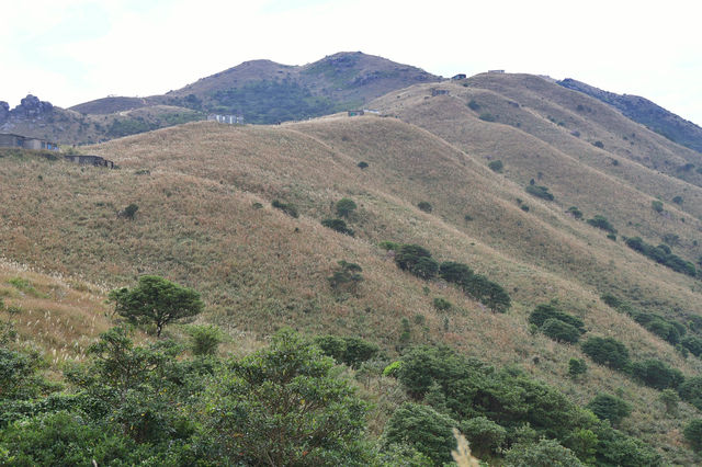 香港大東山,秋日芒草的夢幻之旅! 香港大東山,秋日芒草的夢幻之旅!
