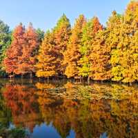 南京燕雀湖｜藏在城芯的秋日秘境，承包金陵所有溫柔