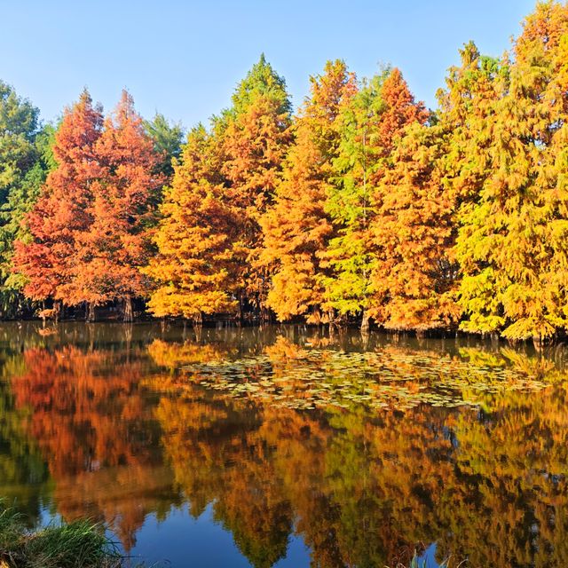 南京燕雀湖｜藏在城芯的秋日秘境，承包金陵所有溫柔