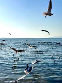 青島冬日元氣旅拍：與西伯利亞海鷗撞個滿懷