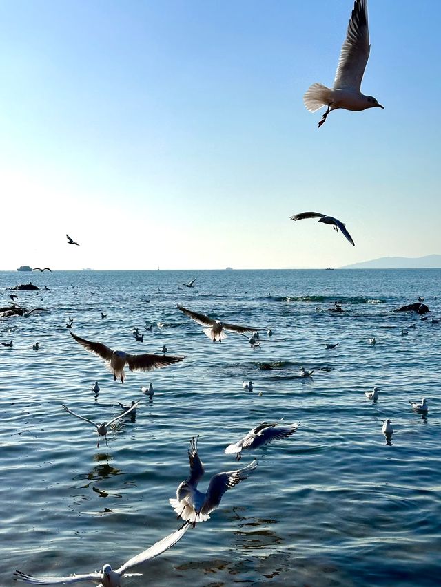 青島冬日元氣旅拍：與西伯利亞海鷗撞個滿懷