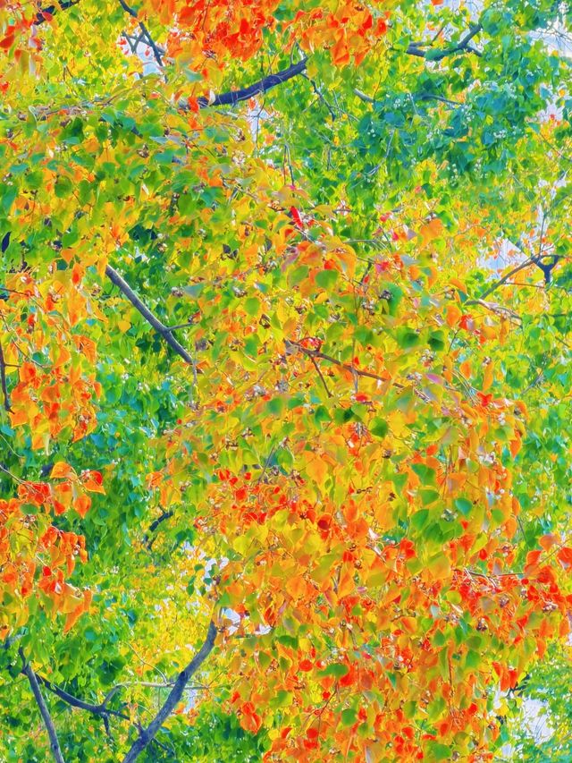 上海的秋日藝術巡禮