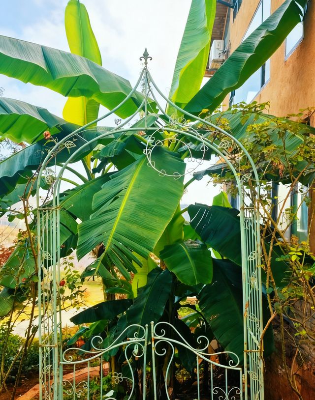 來到雲南丘北普者黑，住進這家浮生若夢湖景酒店，真的是旅行中最明智的選擇！地理位置絕佳，就在普者黑核心