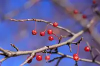 私人小眾滑雪，大興安嶺滑雪才是隱藏頂配！