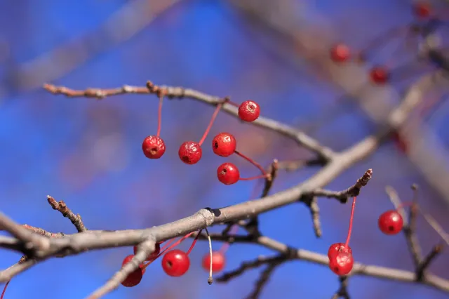 私人小眾滑雪，大興安嶺滑雪才是隱藏頂配！