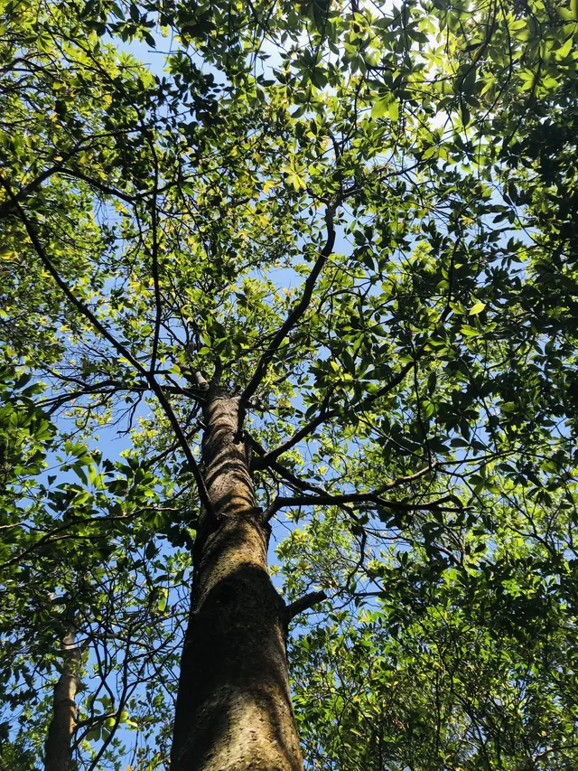 每週一山｜藏在江門的治癒系神山！