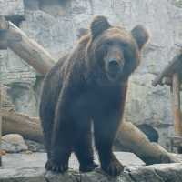 上海野生動物園免費衝！粉紅火烈鳥+大象互毆，值回折騰
