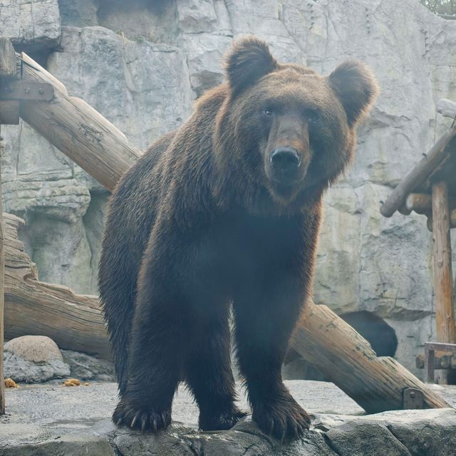 上海野生動物園免費衝！粉紅火烈鳥+大象互毆，值回折騰