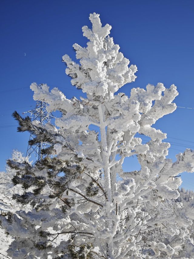 各位驢友，快來交換你們的樺皮嶺雪景圖|||樺皮嶺的