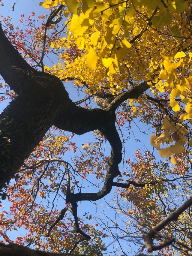 魔都賞秋必去園林