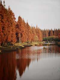 12月限定水杉紅海