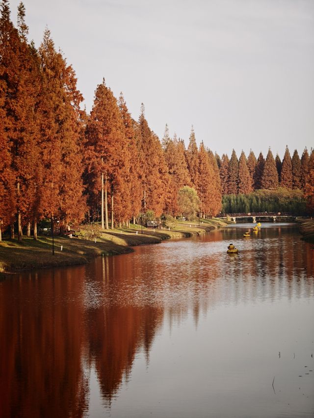 12月限定水杉紅海 12月限定水杉紅海