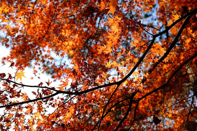 廬山賞秋必去！牯嶺鎮楓葉紅透的浪漫時光