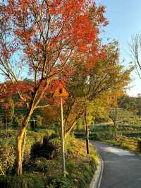 11.29週末plog |杭州小豬線徒步