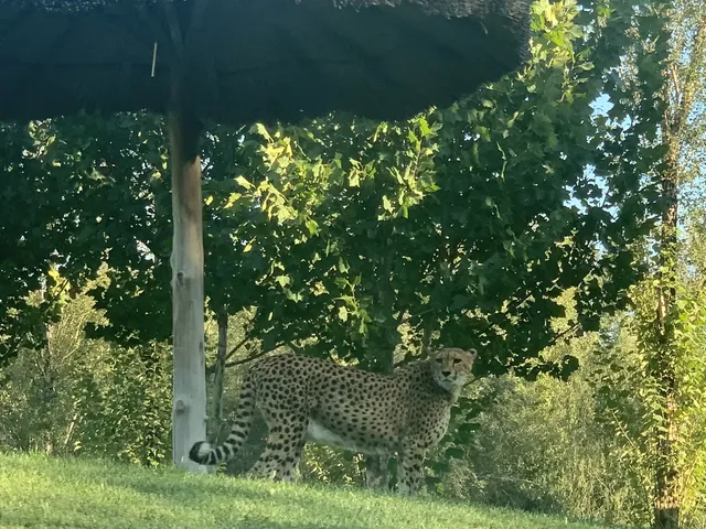 北京大興野生動物園-值得N刷