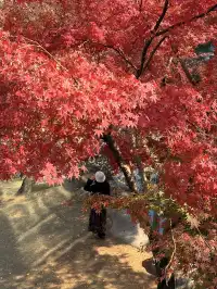 在成都隱藏的江南園林!感受一場盛大的秋天