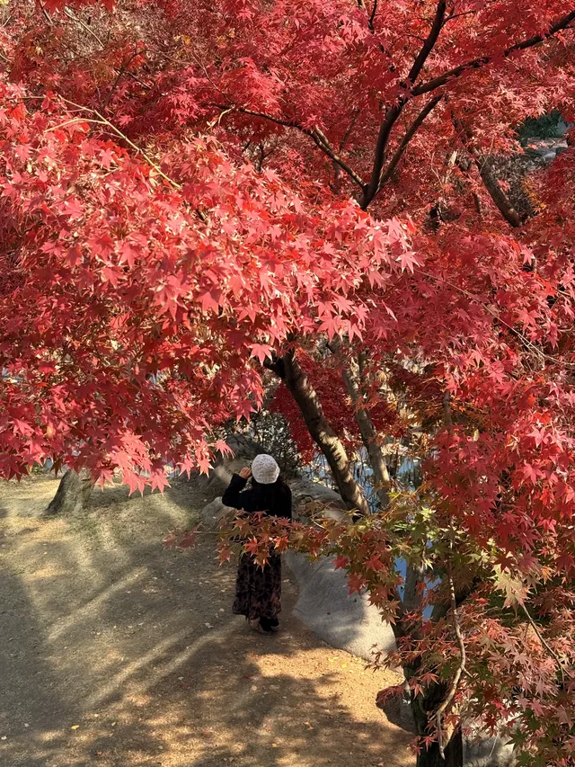 在成都隱藏的江南園林!感受一場盛大的秋天 在成都隱藏的江南園林!感受一場盛大的秋天